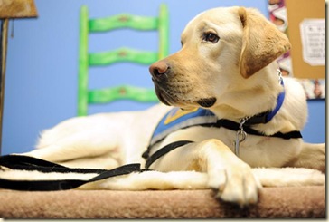 Pecos the Therapy Dog